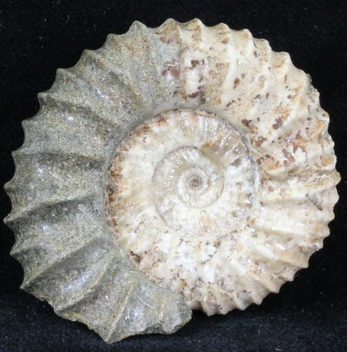 Pavlovia Ammonite Fossil - Siberia #29735